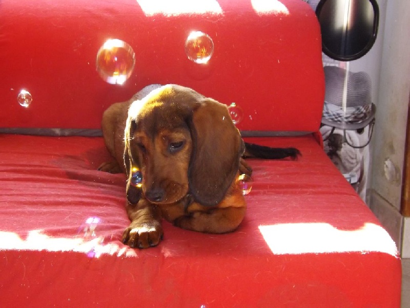 Louna Au Pays Du Basset Des Alpes