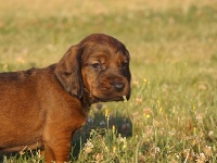 marley