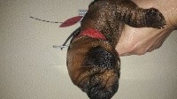 Orka